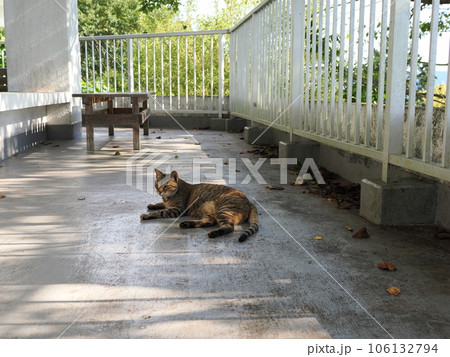 まだ冷たい床で休む可愛い猫 まだ冷たい床で休む可愛い猫 106132794