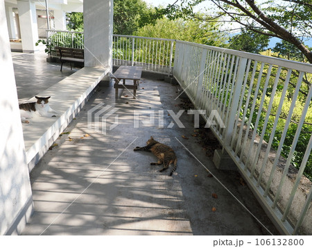 まだ冷たい床で休む可愛い猫 まだ冷たい床で休む可愛い猫 106132800