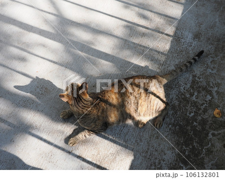まだ冷たい床で休む可愛い猫 106132801