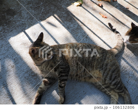 まだ冷たい床で休む可愛い猫 まだ冷たい床で休む可愛い猫 106132806