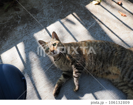 まだ冷たい床で休む可愛い猫 106132809