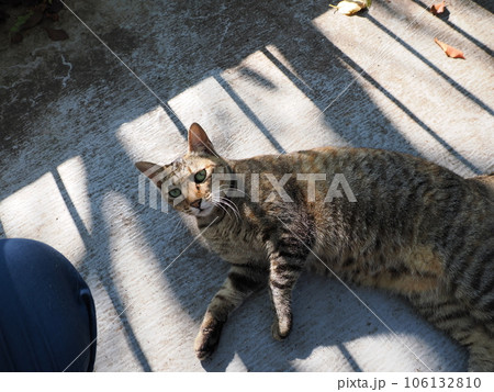 まだ冷たい床で休む可愛い猫 まだ冷たい床で休む可愛い猫 106132810