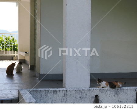 まだ冷たい床で休む可愛い猫 まだ冷たい床で休む可愛い猫 106132813