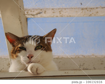 まだ冷たい床で休む可愛い猫 まだ冷たい床で休む可愛い猫 106132816