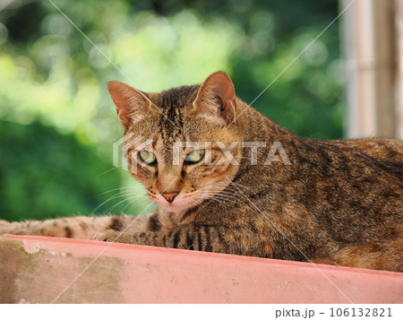 まだ冷たい床で休む可愛い猫 まだ冷たい床で休む可愛い猫 106132821