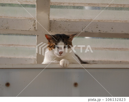まだ冷たい床で休む可愛い猫 まだ冷たい床で休む可愛い猫 106132823