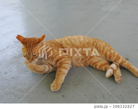 まだ冷たい床で休む可愛い猫 まだ冷たい床で休む可愛い猫 106132827
