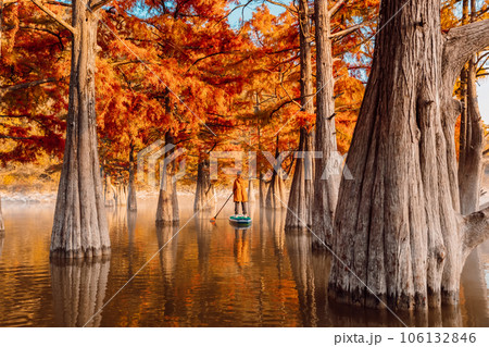 Adventure on stand up paddle board with woman at the river between Taxodium trees in autumn Adventure on stand up paddle board with woman at the river between Taxodium trees in autumn 106132846