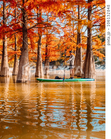 Man staying on paddle board at the lake between autumnal Taxodium trees 106132848