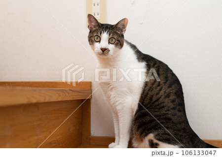 見つめる猫　キジトラ猫 106133047