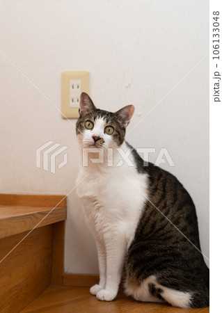 見つめる猫 キジトラ猫 見つめる猫 キジトラ猫 106133048
