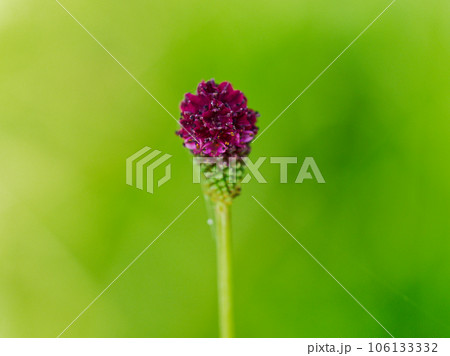 バラ科吾亦紅の開花 106133332