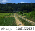 1羽の朱鷺が歩いている田んぼのあぜ道 106133924