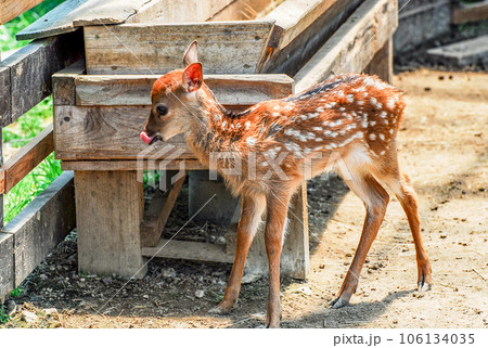 子鹿 子鹿 106134035