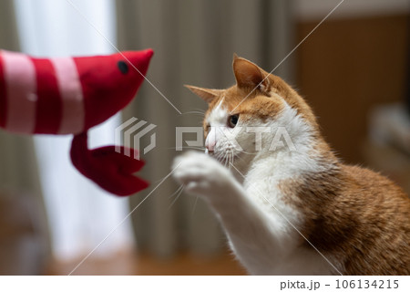 ぬいぐるみで遊ぶ猫　茶トラ白 106134215