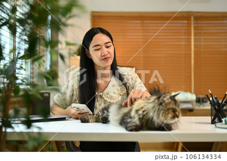Happy young woman playing with her fluffy cat. Human, domestic pet and lifestyle concept 106134334