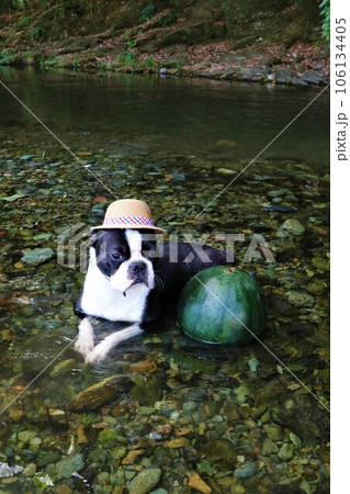 都幾川にスイカと一緒に入って上流を見つめる麦わら帽子のボストンテリア♡マイティ君 106134405