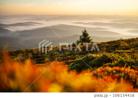 Morning fog in spring mountains 106134416