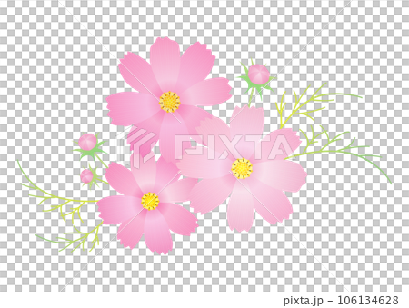 Cosmos flower decoration pink Cosmos flower decoration pink 106134628