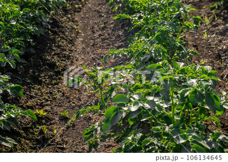 Rows of potatoes in the home garden. Preparation for harvesting. potato plants in rows on a kitchengarden farm springtime with sunshine. Green field of potato crops in a row. Growing of potato. Rows of potatoes in the home garden. Preparation for harvesting. potato plants in rows on a kitchengarden farm springtime with sunshine. Green field of potato crops in a row. Growing of potato. 106134645