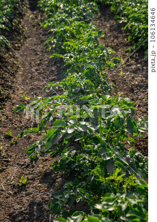 Rows of potatoes in the home garden. Preparation for harvesting. potato plants in rows on a kitchengarden farm springtime with sunshine. Green field of potato crops in a row. Growing of potato. 106134646