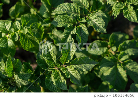 Rows of potatoes in the home garden. Preparation for harvesting. potato plants in rows on a kitchengarden farm springtime with sunshine. Green field of potato crops in a row. Growing of potato. 106134656