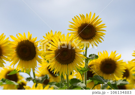 萬つの曇り空の背景と満開のヒマワリの花 萬つの曇り空の背景と満開のヒマワリの花 106134883