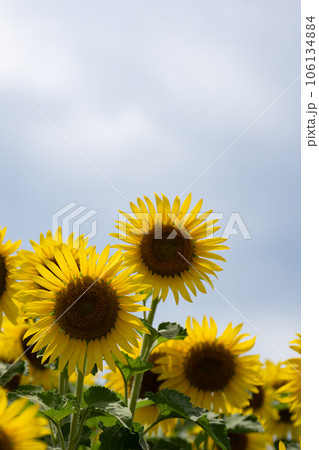 萬つの曇り空の背景と満開のヒマワリの花 106134884