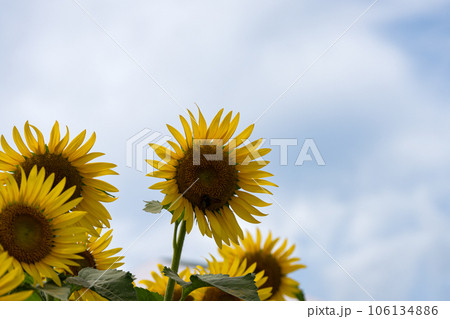 萬つの曇り空の背景と満開のヒマワリの花 萬つの曇り空の背景と満開のヒマワリの花 106134886