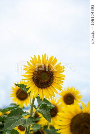萬つの曇り空の背景と満開のヒマワリの花 萬つの曇り空の背景と満開のヒマワリの花 106134893
