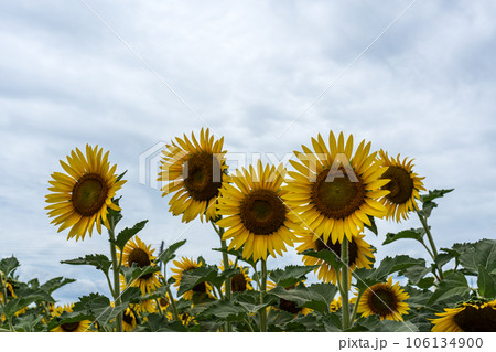 萬つの曇り空の背景と満開のヒマワリの花 萬つの曇り空の背景と満開のヒマワリの花 106134900