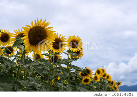 萬つの曇り空の背景と満開のヒマワリの花 萬つの曇り空の背景と満開のヒマワリの花 106134903