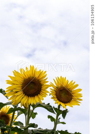萬つの曇り空の背景と満開のヒマワリの花 萬つの曇り空の背景と満開のヒマワリの花 106134905
