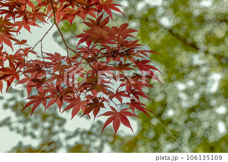 紅葉したモミジ 106135109