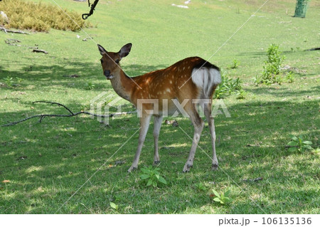 金華山の鹿　宮城 106135136