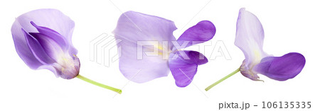 Wisteria flowers isolated on white background with full depth of field. Top view. Flat lay. Wisteria flowers isolated on white background with full depth of field. Top view. Flat lay. 106135335