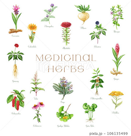 Medicinal herbs and plants watercolor illustration set. Hand drawn medical herb elements. Ginseng, gotu kola, echinacea, calendula, maca, ashwagandha, ginkgo healthcare plants. White background Medicinal herbs and plants watercolor illustration set. Hand drawn medical herb elements. Ginseng, gotu kola, echinacea, calendula, maca, ashwagandha, ginkgo healthcare plants. White background 106135499