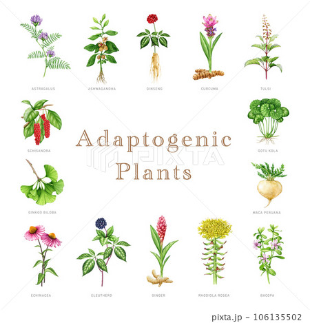 Adaptogenic plants and herbs set. Watercolor botanical illustration. Hand drawn medicinal various plants. Ginseng, ginkgo biloba, bacopa, maca, eleuthero herb elements. White background 106135502