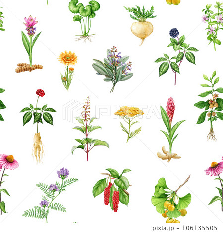 Medicinal herbs and plants seamless pattern. Watercolor illustration. Hand drawn medical herb seamless pattern. Ginseng, gotu kola, echinacea, tulsi, maca, ashwagandha, maca root on white background 106135505
