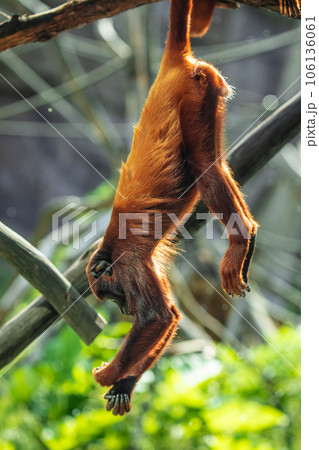 Mantled Howler Monkey Alouatta palliata in zoo Berlin Mantled Howler Monkey Alouatta palliata in zoo Berlin 106136061