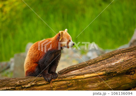 cute Red panda walking tree closeup and looking eyes cute Red panda walking tree closeup and looking eyes 106136094