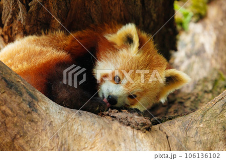 cute Red panda walking tree closeup and looking eyes cute Red panda walking tree closeup and looking eyes 106136102