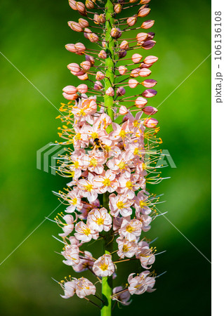 Steppelilje Eremurus stenophyllus. Inflorescence Eremurus Steppelilje Eremurus stenophyllus. Inflorescence Eremurus 106136108