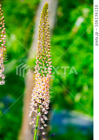 Steppelilje Eremurus stenophyllus. Inflorescence Eremurus Steppelilje Eremurus stenophyllus. Inflorescence Eremurus 106136110