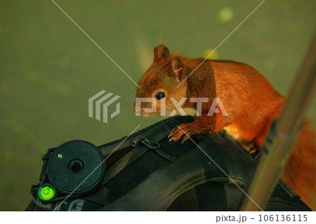 small squirrel sits on photographer's backpack small squirrel sits on photographer's backpack 106136115