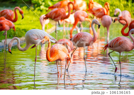 flamingos walking in water with green grasses background. 106136165