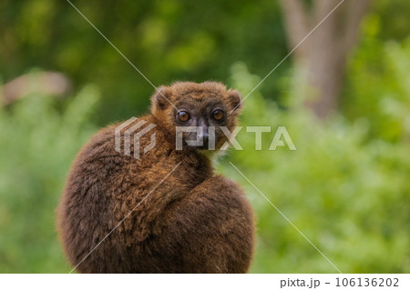 red-fronted brown lemur with long beautiful tail red-fronted brown lemur with long beautiful tail 106136202