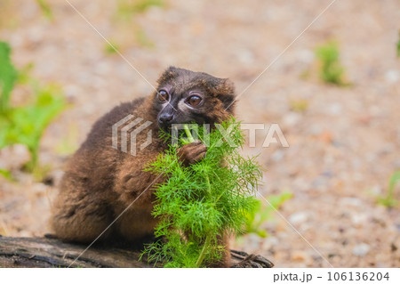 red-fronted brown lemur with long beautiful tail red-fronted brown lemur with long beautiful tail 106136204