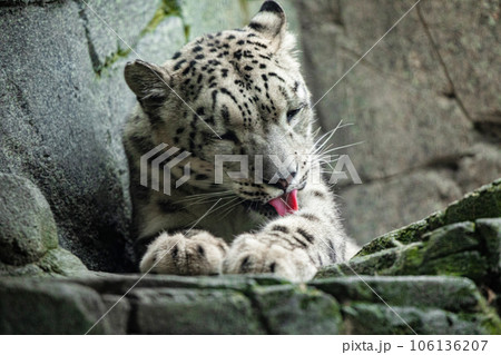 Big white Snow leopard lies with piercing yellow eyes 106136207