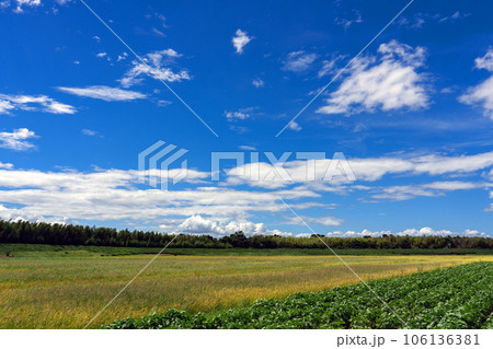 真夏の田園地帯の様子と夏空のコピースペース 106136381